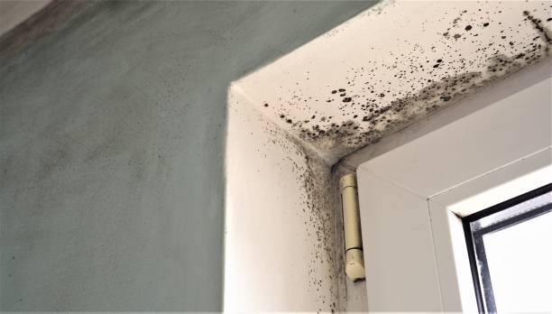 Best Environmental Consulting for Mold Prevention  in USA